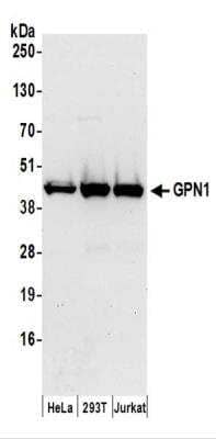 Western Blot: XAB1 Antibody [NBP2-37686] - Whole cell lysate (50 ug) from HeLa, 293T, and Jurkat cells prepared using NETN lysis buffer.   Affinity purified rabbit anti-GPN1 antibody used for WB at 0.1 ug/ml.  Detection: Chemiluminescence with an exposure time of 30 seconds.
