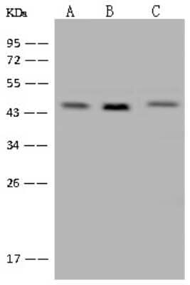 Western Blot: XAB1 Antibody [NBP2-97600] - Anti-XAB1 rabbit polyclonal antibody at 1:500 dilution. Lane A: HL-60 Whole Cell Lysate. Lane B: HeLa Whole Cell Lysate. Lane C: U-251 MG Whole Cell Lysate. Lysates/proteins at 30 ug per lane. Secondary Goat Anti-Rabbit IgG (H+L)/HRP at 1/10000 dilution. Developed using the ECL technique. Performed under reducing conditions. Predicted band size: 42 kDa. Observed band size: 44 kDa