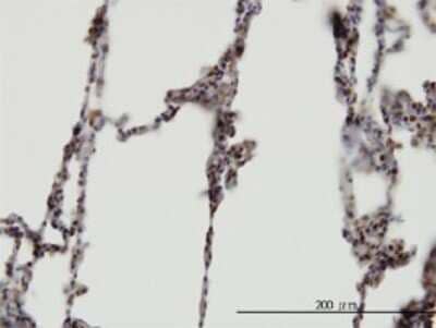 Immunohistochemistry-Paraffin XAB2 Antibody (1D1-1A9)