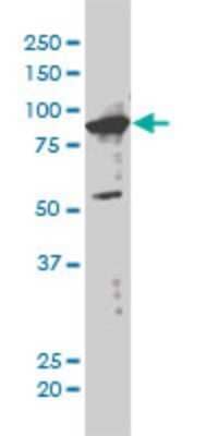 Western Blot XAB2 Antibody (1D1-1A9)