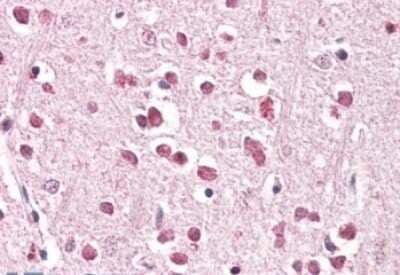 Immunohistochemistry-Paraffin: XAB2 Antibody [NB100-794] - (3.8ug/ml) staining of paraffin embedded Human Cerebral Cortex. Steamed antigen retrieval with citrate buffer pH 6, AP-staining.