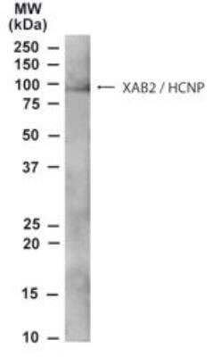 Western Blot: XAB2 Antibody [NB100-794] - NB100-794 staining (0.3ug/ml) of A431 lysate (RIPA buffer, 35ug total protein per lane). Primary incubated for 1 hour. Detected by western blot using chemiluminescence.