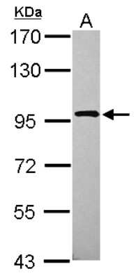 Western Blot: XAB2 Antibody [NBP2-20916] - Sample (30 ug of whole cell lysate) A: HeLa 7. 5% SDS PAGE gel, diluted at 1:1000.