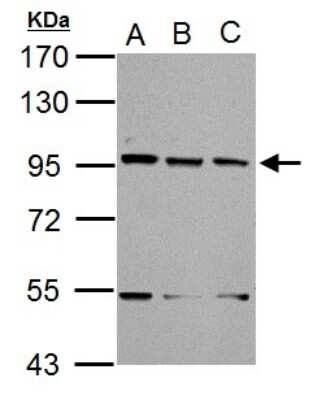 Western Blot: XAB2 Antibody [NBP2-20916] - Sample (30 ug of whole cell lysate) A: NIH-3T3 B: JC C: BCL-1 7. 5% SDS PAGE gel, diluted at 1:1000.