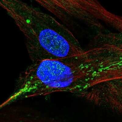 Immunocytochemistry/Immunofluorescence: XAF1 Antibody [NBP2-49253] - Staining of human cell line BJ shows localization to nucleus & mitochondria.