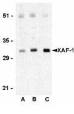 Western Blot: XAF1 Antibody [NBP1-76615] - Human spleen lysate with XAF-1 antibody at 0.5 (lane A), 1 (lane B), and 2 (lane C) ug/ml, respectively.