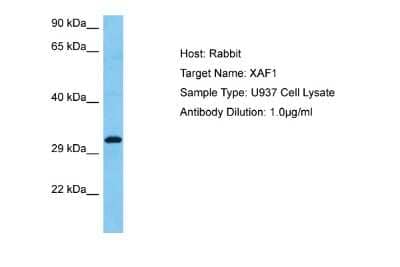 Western Blot: XAF1 Antibody [NBP2-88596] - Host: Rabbit. Target Name: XAF1. Sample Tissue: Human U937 Whole Cell lysates. Antibody Dilution: 1ug/ml