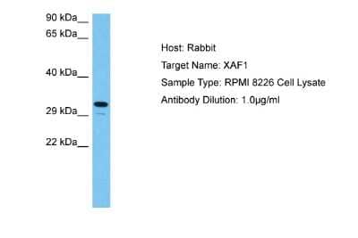 Western Blot: XAF1 Antibody [NBP2-88597] - Host: Rabbit. Target Name: XAF1. Sample Tissue: Human RPMI 8226 Whole Cell lysates. Antibody Dilution: 1ug/ml