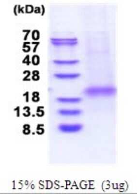 SDS-Page: XAF1 Recombinant Protein [NBP2-51691] - 15% SDS Page (3 ug)