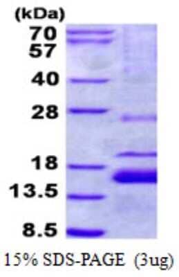 SDS-Page: XAGE1 Protein [NBP2-22950]