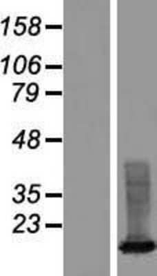 Western Blot: XAGE3 Overexpression Lysate (Adult Normal) [NBP2-09961] Left-Empty vector transfected control cell lysate (HEK293 cell lysate); Right -Over-expression Lysate for XAGE3.