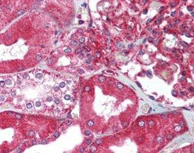 Immunohistochemistry-Paraffin: XBP1 Antibody [NB100-80861] - Staining of human kidney. Formalin-fixed, paraffin-embedded tissue after heat-induced antigen retrieval. Antibody concentration 5 ug/ml.