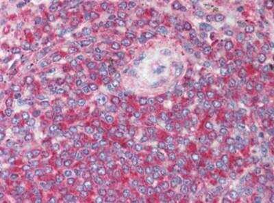 Immunohistochemistry-Paraffin: XBP1 Antibody [NB100-80861] - Staining of human spleen. Formalin-fixed, paraffin-embedded tissue after heat-induced antigen retrieval. Antibody concentration 5 ug/ml.