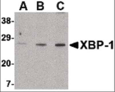 Western Blot: XBP1 Antibody [NB100-80861] - XBP-1 in PC-3 cell lysate with XBP-1 antibody at (A) 0.5, (B) 1 and (C) 2 ug/ml.