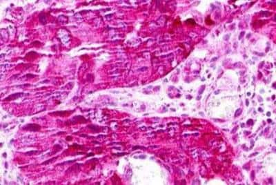 Immunohistochemistry-Paraffin XCR1/CCXCR1 Antibody - BSA Free