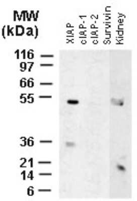 Western Blot: XIAP Antibody - Unpurified [NB100-56184] - Analysis of XIAP using this antibody to XIAP at 1:2000. Full-length recombinat XIAP was recognized; the antibody did not but not the other recombinant IAP proteins (e.g. cIAP1, cIAP2, survivin). The antibody detected full-length XIAP in human kidney tissue lysate.