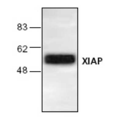 Western Blot: XIAP Antibody [NB600-872] - Analysis of XIAP expression in Jurkat cell lysate.