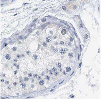 Immunohistochemistry-Paraffin: XIRP1 Antibody [NBP1-85530] - Staining of human testis using Anti-XIRP1 antibody.