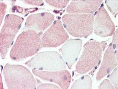 Immunohistochemistry-Paraffin: XK X-linked Kx blood group Antibody [NBP1-50522] - Analysis of anti-XK antibody with human pancreas at concentration 10 ug/ml.
