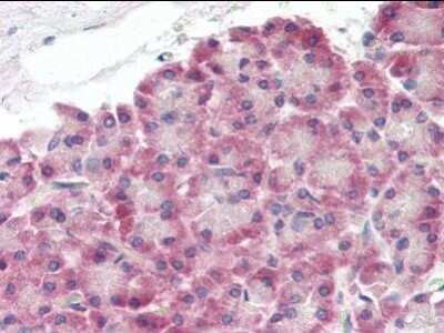 Immunohistochemistry-Paraffin: XK X-linked Kx blood group Antibody [NBP1-50522] - Analysis of anti-XK antibody with human pancreas at concentration 10 ug/ml.