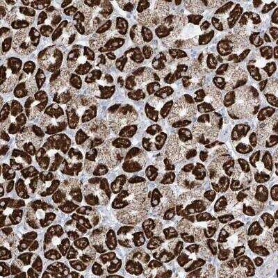 Immunohistochemistry: XKR3 Antibody [NBP1-93461] - Staining of human stomach shows strong cytoplasmic positivity(granular pattern) in parietal cells.