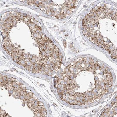 Immunohistochemistry-Paraffin: XKR3 Antibody [NBP2-33987] - Staining of human testis shows strong cytoplasmic positivity in cells of seminiferus ducts.