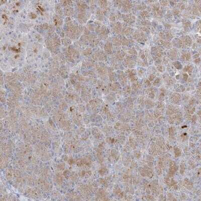 Immunohistochemistry-Paraffin: XKR3 Antibody [NBP2-33987] - Staining of human pancreas shows moderate cytoplasmic positivity in exocrine glandular cells.