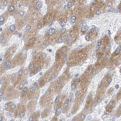 Immunohistochemistry-Paraffin: XKR3 Antibody [NBP2-33987] - Staining of liver.