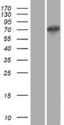 Western Blot: XKR5 Overexpression Lysate (Adult Normal) [NBP2-04499] Left-Empty vector transfected control cell lysate (HEK293 cell lysate); Right -Over-expression Lysate for XKR5.