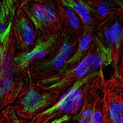 Immunocytochemistry/ Immunofluorescence XKR6 Antibody