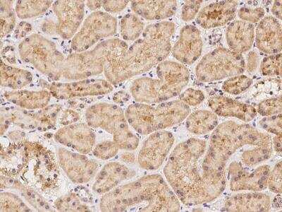 Immunohistochemistry-Paraffin: XKR6 Antibody [NBP3-06015] - Immunochemical staining of human XKR6 in human kidney with rabbit polyclonal antibody at 1:100 dilution, formalin-fixed paraffin embedded sections.