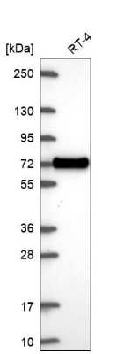 Western Blot XKR6 Antibody