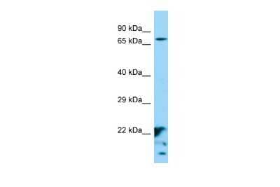 Western Blot: XKR6 Antibody [NBP2-86388] - Host: Rabbit. Target Name: XKR6. Sample Type: HepG2 whole cell lysates. Antibody Dilution: 1.0ug/ml