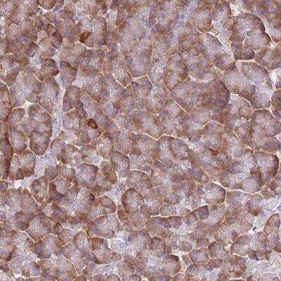 Immunohistochemistry-Paraffin: XKR8 Antibody [NBP2-14699] - Staining of human pancreas shows strong cytoplasmic positivity in exocrine glandular cells.