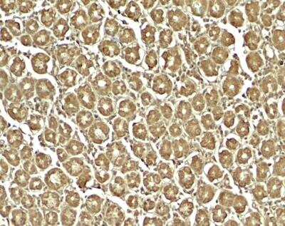Immunohistochemistry-Paraffin XKR8 Antibody - BSA Free