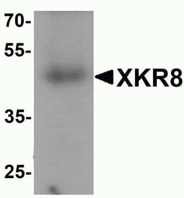 Western Blot XKR8 Antibody - BSA Free