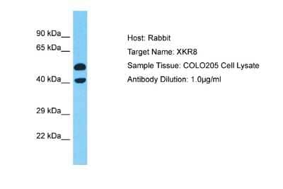 Western Blot XKR8 Antibody - BSA Free