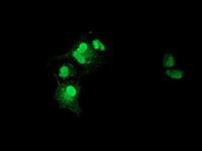 Immunocytochemistry/Immunofluorescence: XLF Antibody (OTI3D6) - Azide and BSA Free [NBP2-74876] - Staining of COS7 cells transiently transfected by pCMV6-ENTRY XLF.