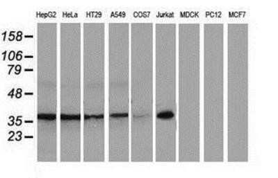 Western Blot: XLF Antibody (OTI3D6) - Azide and BSA Free [NBP2-74876] - Analysis of extracts (35ug) from 9 different cell lines by using anti-XLF monoclonal antibody.