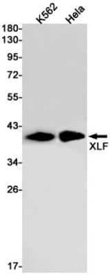 Western Blot: XLF Antibody (S08-9D7) [NBP3-19804] - Western blot detection of XLF in K562, Hela cell lysates using NBP3-19804 (1:1000 diluted). Predicted band size: 33kDa. Observed band size: 39kDa.