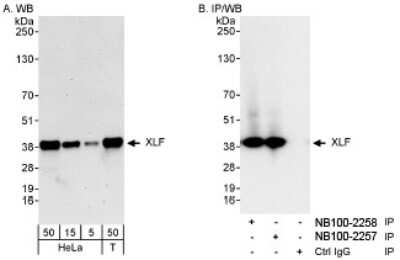 Western Blot XLF Antibody