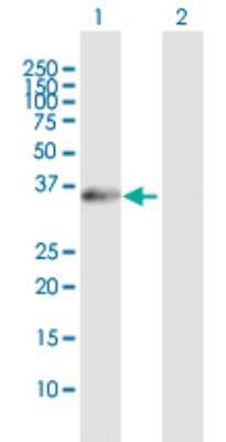 Western Blot: XPA Antibody [H00007507-B01P] - Analysis of XPA expression in transfected 293T cell line by XPA polyclonal antibody.  Lane 1: XPA transfected lysate(30.03 KDa). Lane 2: Non-transfected lysate.