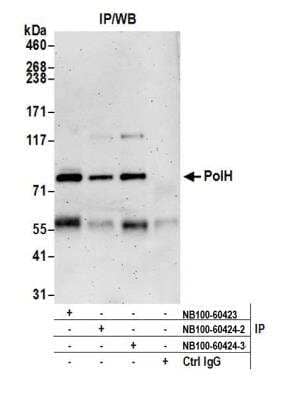 <b>Independent Antibodies Validation. </b>Immunoprecipitation: XPV/DNA polymerase eta Antibody [NB100-60424] - Detection of human XPV/DNA polymerase eta/PolH by western blot of immunoprecipitates. Samples: Whole cell lysate (1.0 mg per IP reaction; 20% of IP loaded) from Hela cells prepared using NETN lysis buffer. Antibodies: Affinity purified Rabbit anti-PolH antibody NB100-60424 (lot 3) used for IP at 6 ug per reaction. PolH was also immunoprecipitated by a previous lot of this antibody (lot 2) and rabbit anti-PolH antibody NB100-60423. For blotting immunoprecipitated PolH, NB100-60424 was used at 0.1 ug/ml. Chemiluminescence with an exposure time of 3 minutes.