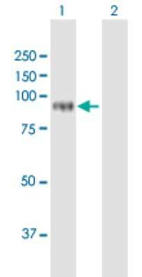 Western Blot: XPV/DNA polymerase eta Antibody [H00005429-B01P] - Analysis of POLH expression in transfected 293T cell line by POLH polyclonal antibody.  Lane 1: POLH transfected lysate(78.43 KDa). Lane 2: Non-transfected lysate.