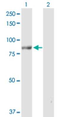 Western Blot: XPV/DNA polymerase eta Antibody [H00005429-D01P] - Analysis of POLH expression in transfected 293T cell line by POLH polyclonal antibody.Lane 1: POLH transfected lysate(78.40 KDa).Lane 2: Non-transfected lysate.