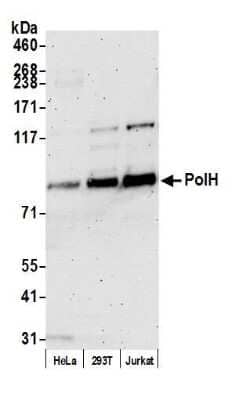 Western Blot: XPV/DNA polymerase eta Antibody [NB100-60424] - Detection of human PolH by western blot. Samples: Whole cell lysate (50 ug) from HeLa, HEK293T, and Jurkat cells prepared using NETN lysis buffer. Antibody: Affinity purified Rabbit anti-PolH antibody NB100-60424 used for WB at 0.1 ug/ml. Detection: Chemiluminescence with an exposure time of 3 minutes.