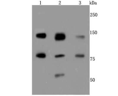 Western Blot: XRCC1 Antibody (JA11-47) [NBP2-66790] - Analysis of XRCC1 on different cells lysates using anti-XRCC1 antibody at 1/500 dilution. Positive control: Line 1: Hela Line 2: 293T Line 3: Jarkat
