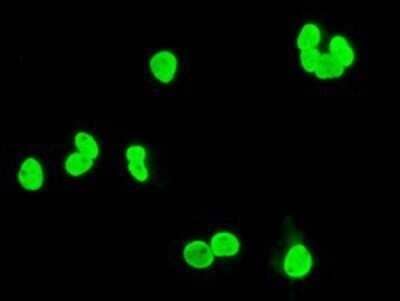 Immunocytochemistry/Immunofluorescence: XRCC1 Antibody (OTI2F8) - Azide and BSA Free [NBP2-74891] - Staining of COS7 cells transiently transfected by pCMV6-ENTRY XRCC1.