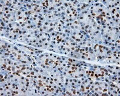 Immunohistochemistry: XRCC1 Antibody (OTI2F8) - Azide and BSA Free [NBP2-74891] - Staining of paraffin-embedded pancreas tissue using anti-XRCC1 mouse monoclonal antibody.