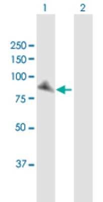 Western Blot: XRCC1 Antibody [H00007515-D01P] - Analysis of XRCC1 expression in transfected 293T cell line by XRCC1 polyclonal antibody.Lane 1: XRCC1 transfected lysate(69.50 KDa).Lane 2: Non-transfected lysate.